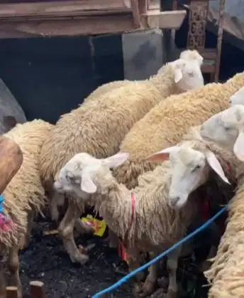 domba betina 30kiloan siap hewan kurban murmer ekonomisan jamin manteb