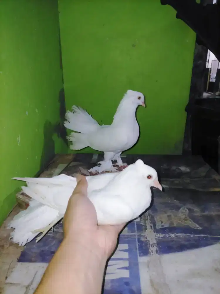 Burung merpati kipas hias