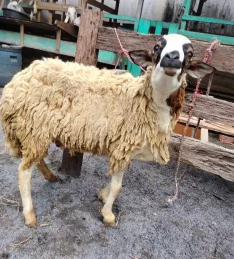 domba qurban betinaan 30kiloan siap kurban 2026 ekonomisan murmer puas