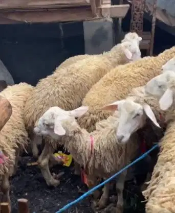 domba qurban betinaan 30kiloan siap kurban 2026 ekonomisan murmer puas
