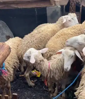 domba betina 30kiloan siap hewan kurban murmer ekonomisan jamin manteb