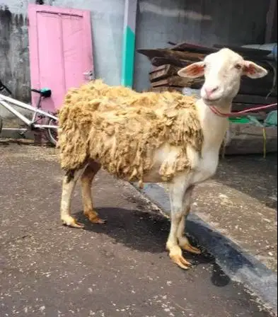 domba betina 30kiloan siap hewan kurban murmer ekonomisan jamin manteb