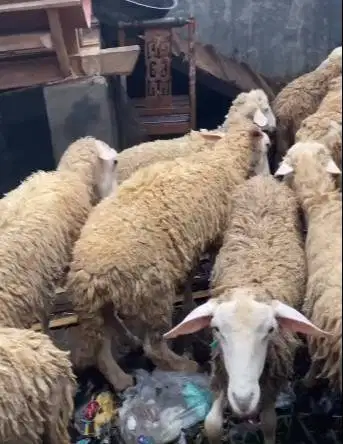 domba betina 30kiloan siap hewan kurban murmer ekonomisan jamin manteb