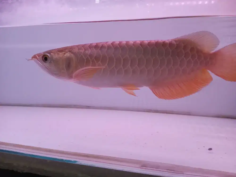 Arwana golden crossback 24k