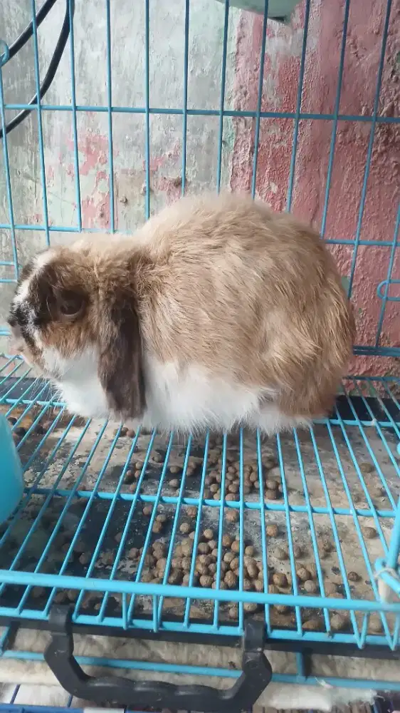 Kelinci Holland Lop betina