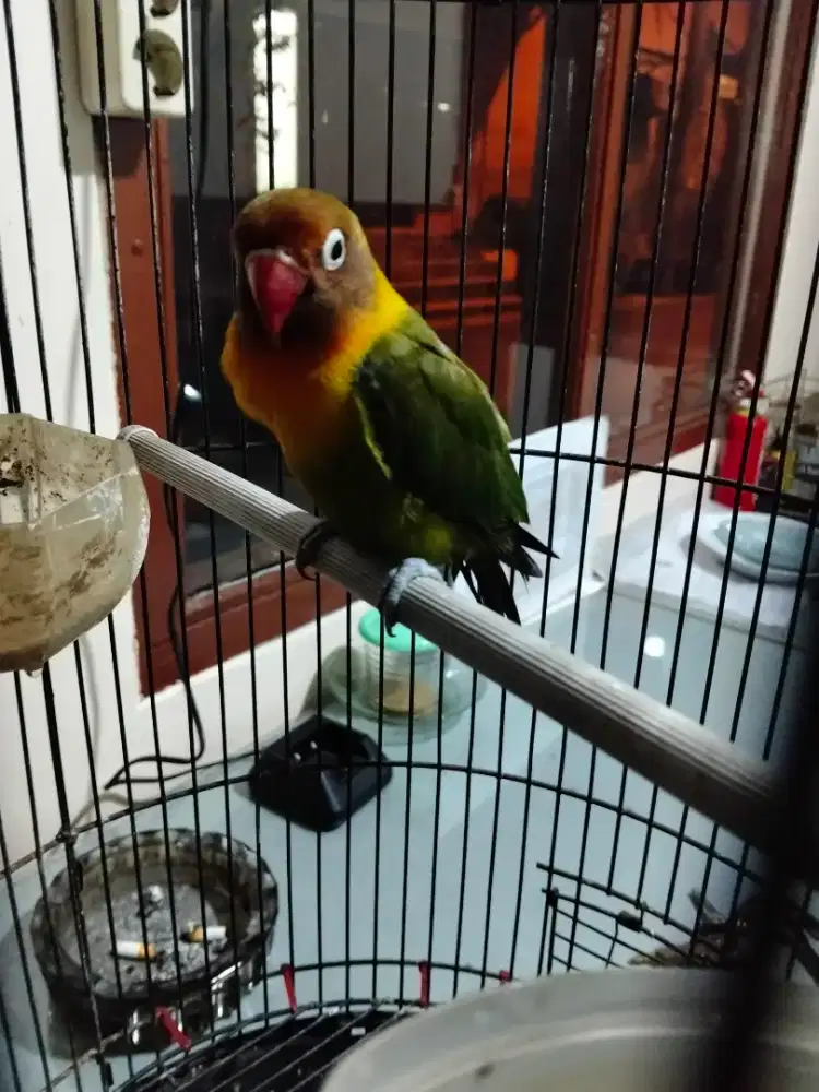 Lovebird jantan