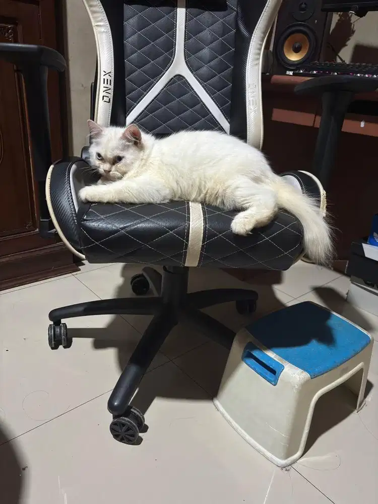 Kucing kitten betina putih