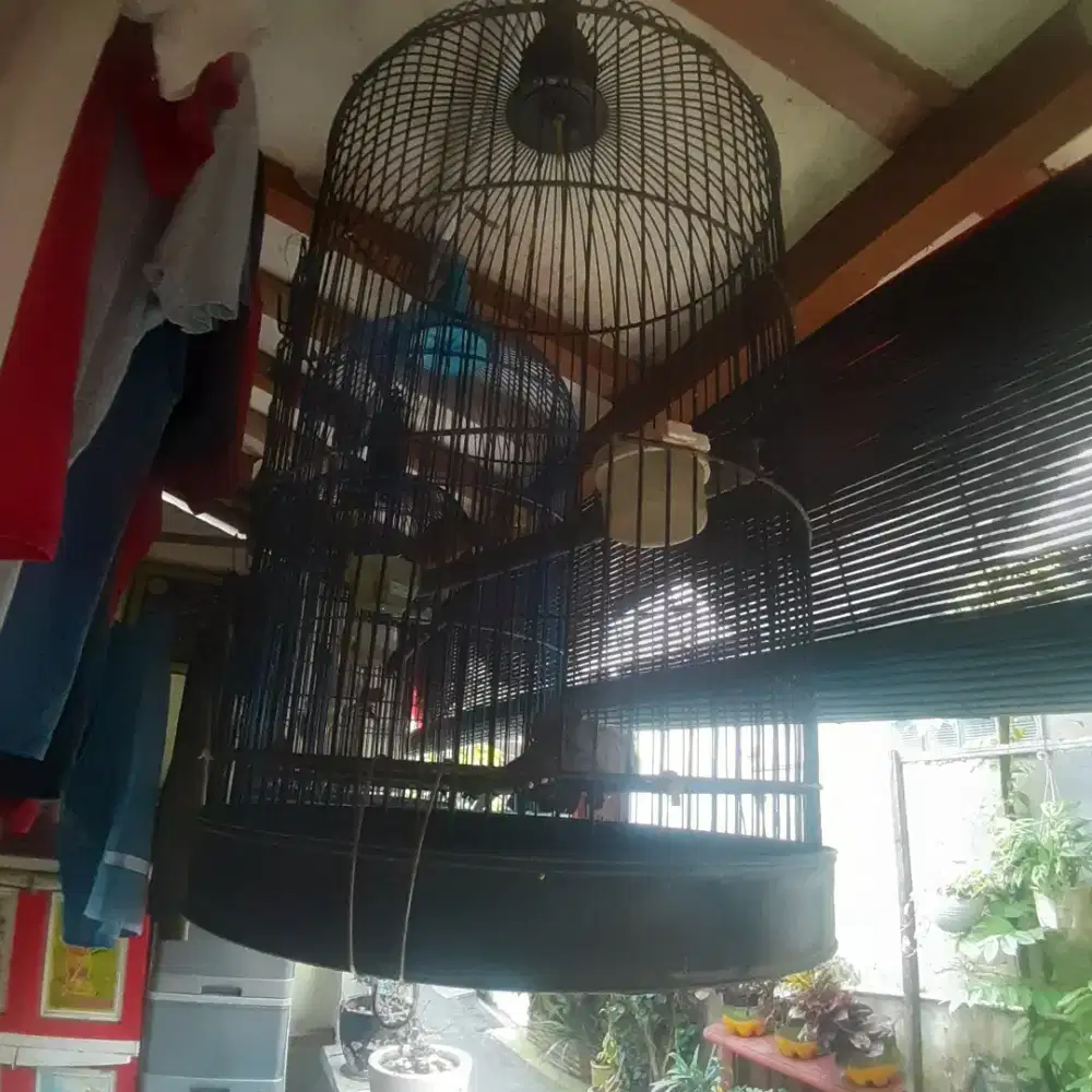 Jual burung paket kenari.perkutut.jalak.kutilang