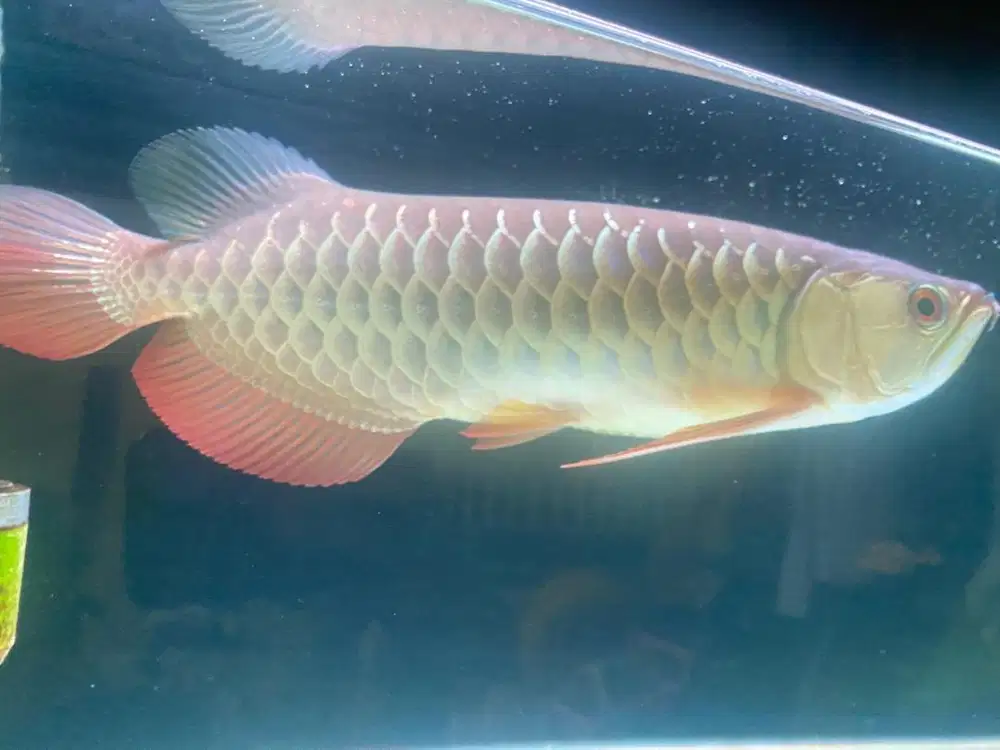 Arwana Golden Red