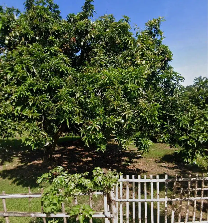 Tanah Kebun Strategis + 34 Pohon Mangga | Widuri Pemalang