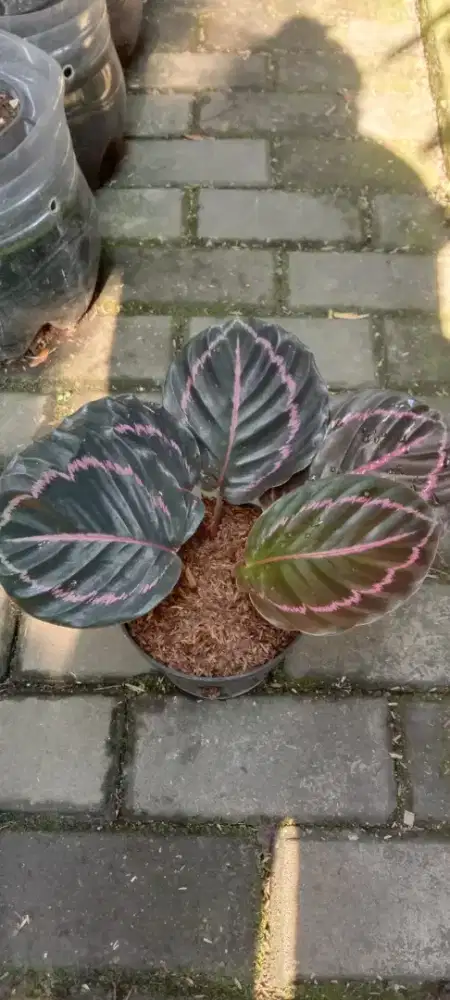 Calathea Black Lipstik