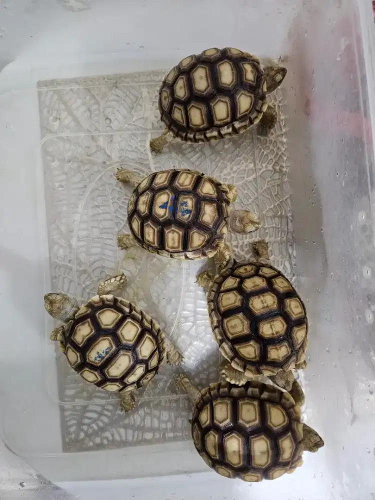 Kura kura daray sulcata 8cm