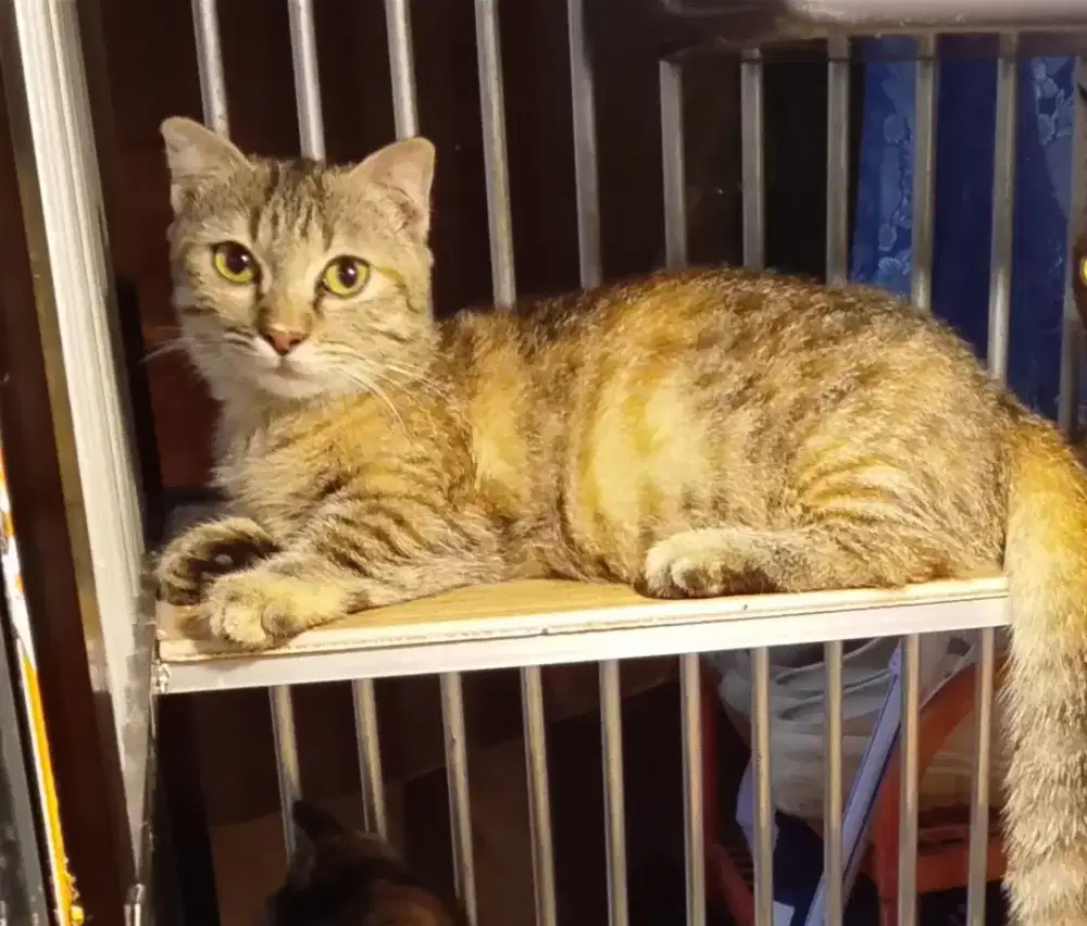 BU!! Munchkin Lucu Banget Mata Belo & Motif Unik Siapa Cepat Dia Dapat