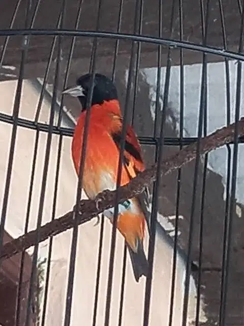 Red siskin clasik gacor cor