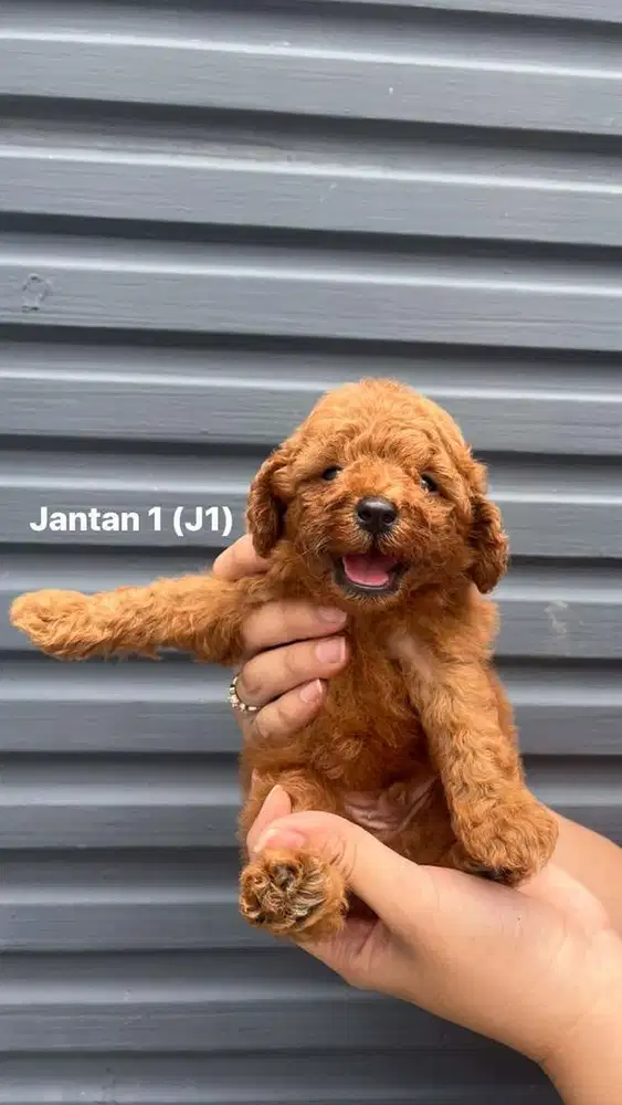 Poodle jantan Red & Apricot