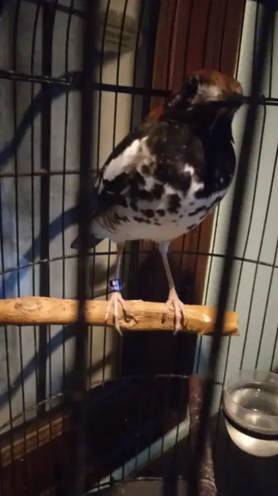 Anis kembang wikplong