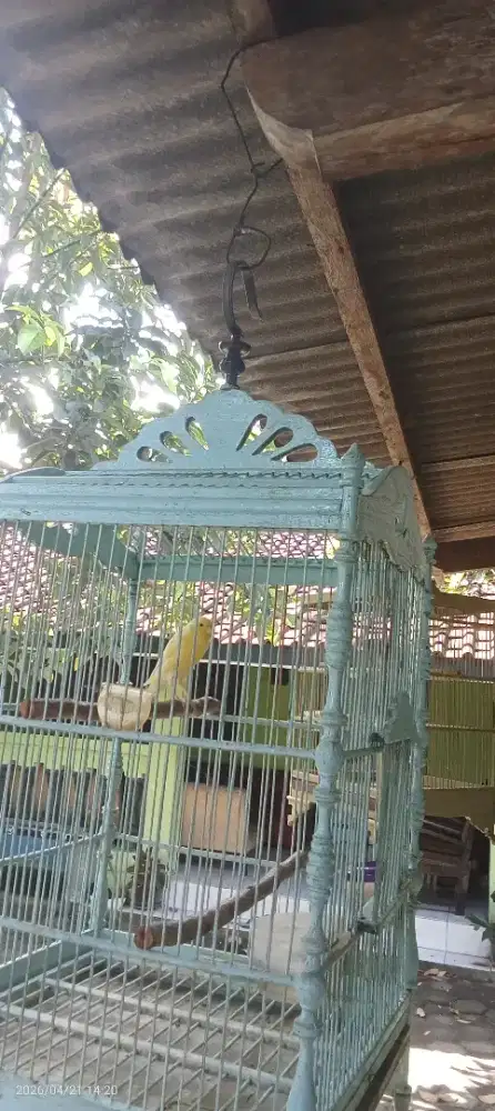 Kenari Jantan afs Warna Cerah