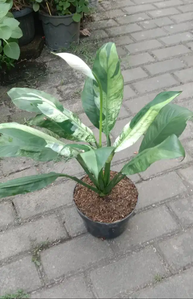 Peace Lily varigata