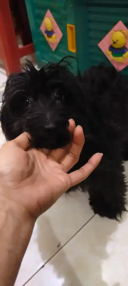 Poodle tiny black solid 7 bulan