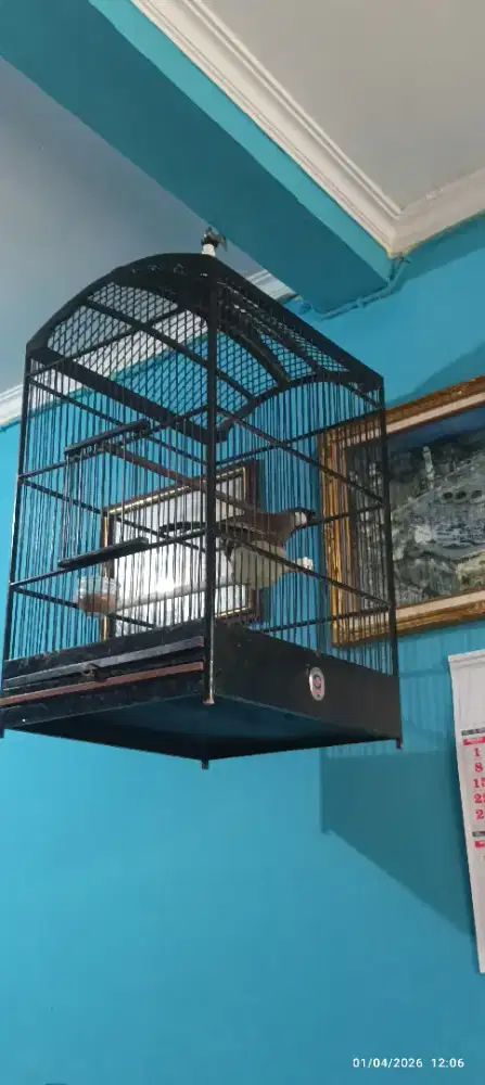 Jual Poksay hongkong gacor