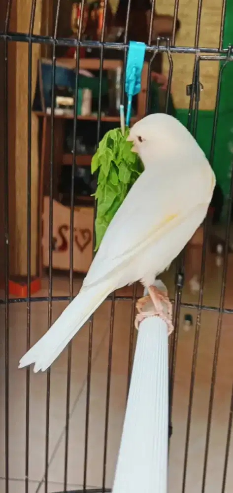 kenari pocong retina mata merah jantan mapan bodi gede