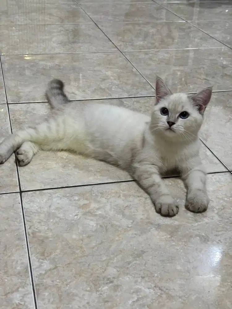 BSH silver cantik