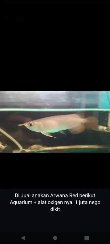 Di Jual Anakan Arwana Red