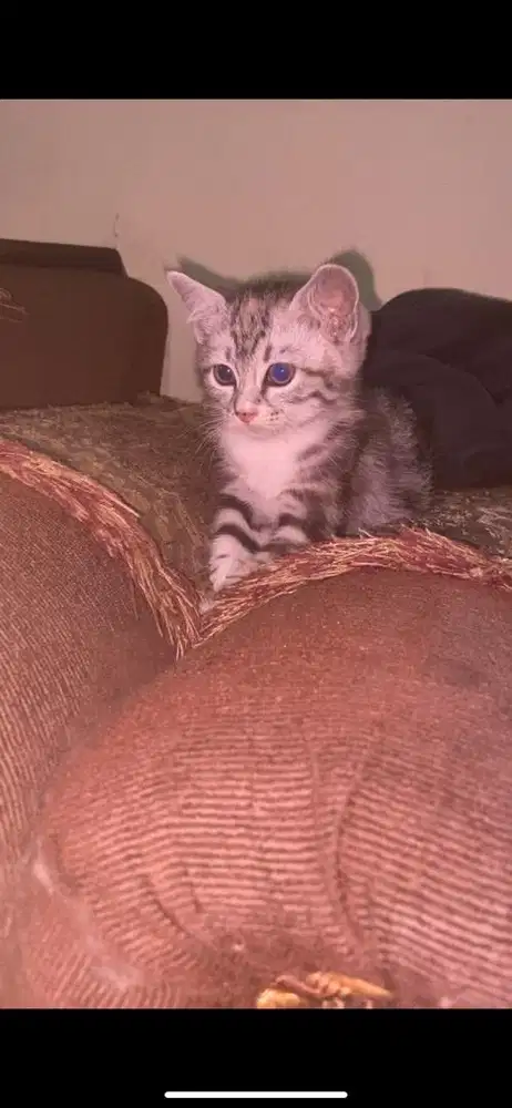 Kitten mixdome betina