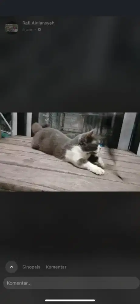 Kucing Munchkin betina dewasa