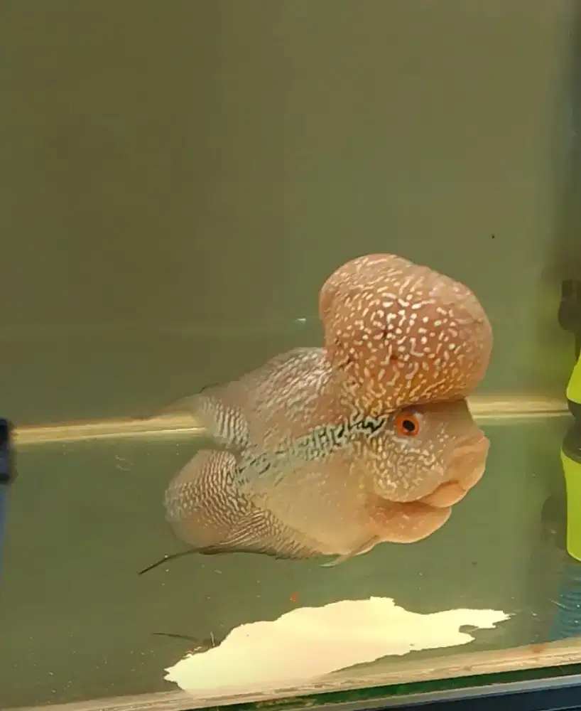 Lohan louhan Srd bommhead jenong bommm,cocok buat pajangan