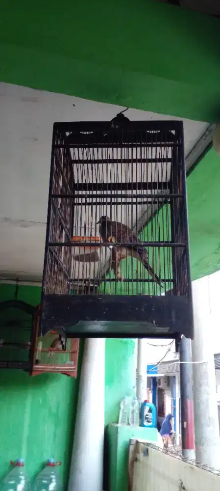 Burung Tekukur kuk 2