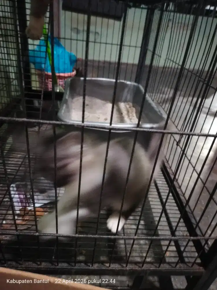 Kucing mix indukan Persia mix Himalaya, pejantannya Persia mix dom