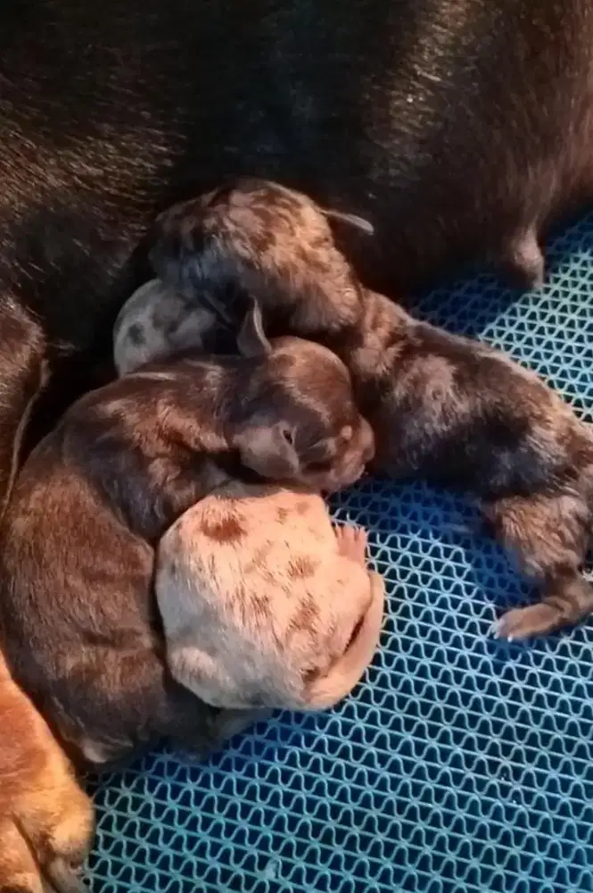 Tekel dapple kosongan