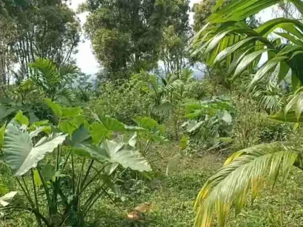 kebun murah 43.000 m2 60rb/m2 Jalan Cagak Subang