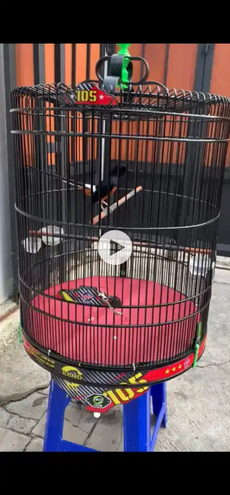 mh murai hutan siap jadi gaco