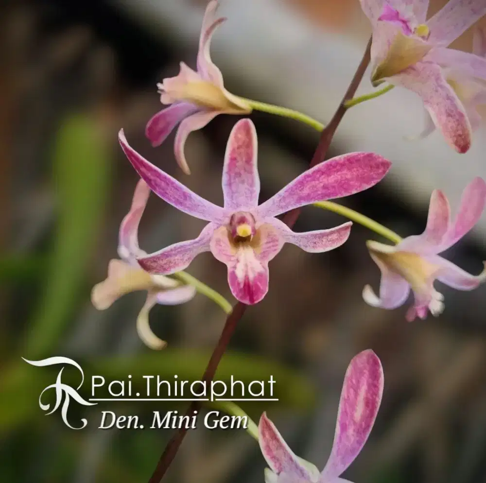 Anggrek Dendrobium mini