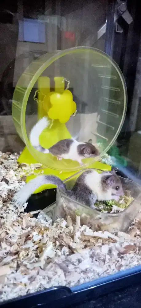 Tupai super mini asal Africa