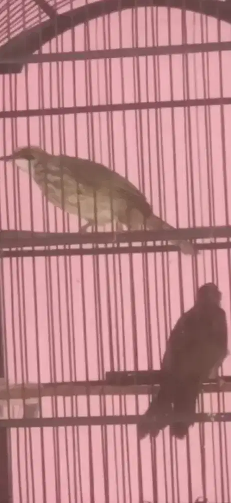 Cucak rowo / cucak rawa sepasang.siap produksi