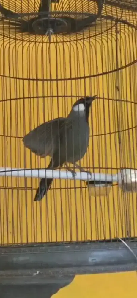 Poksay hongkong gacor dor suara variasi macem2