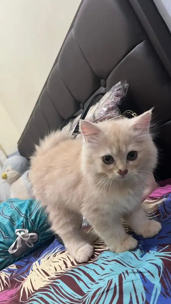 Kucing Kitten Persia Jantan