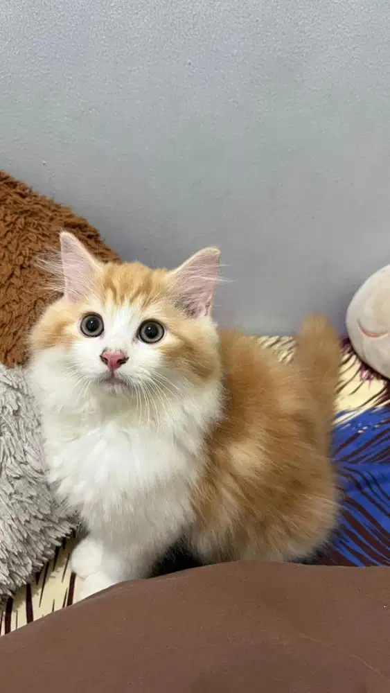 Kucing Kitten Persia Jantan