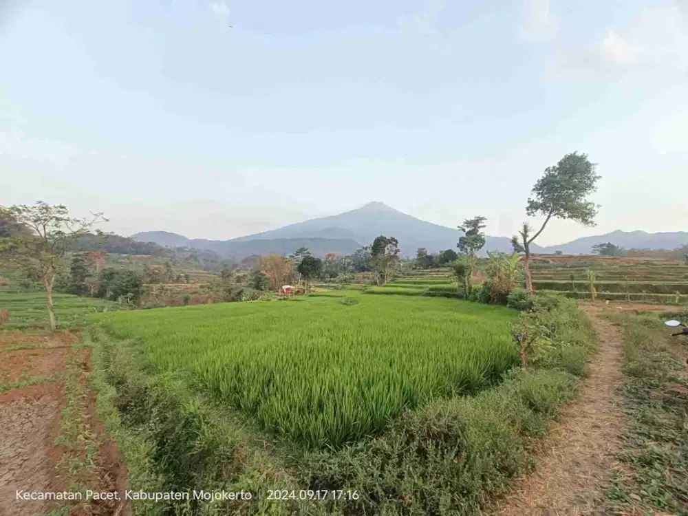 TANAH VIEW BAGUS SIP JOSS JAUH DARI PERMUKIMAN