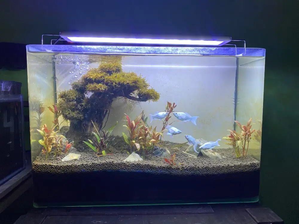 AQUASCAPE KACA BENDING OPTIK