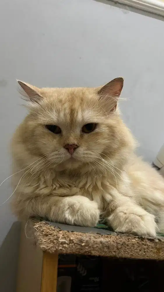 Kucing Adult Jantan Birahi