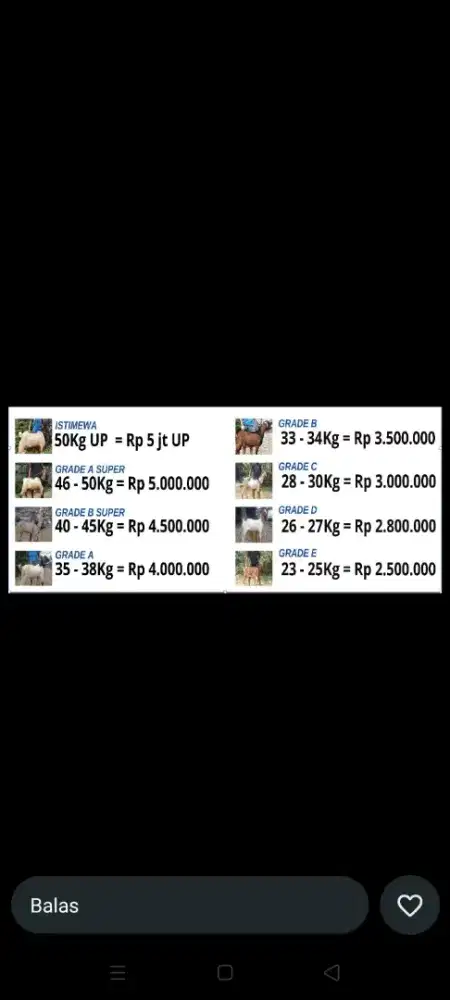 kambing domba aqiqah & qurban