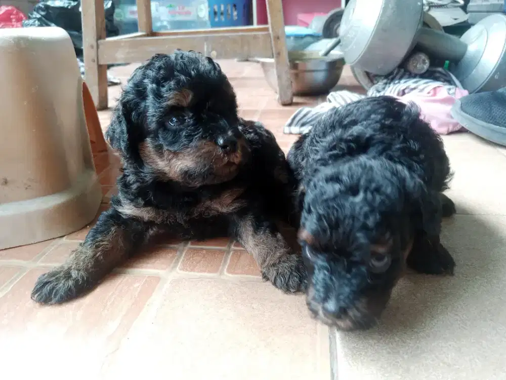 Puppy poodle phantom jantan 1 bulan