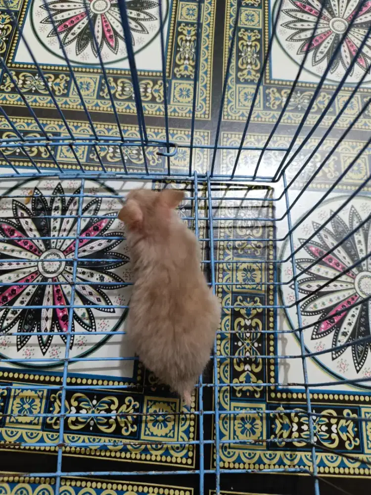 Hamster jantan syirian 2 bulan jinak total