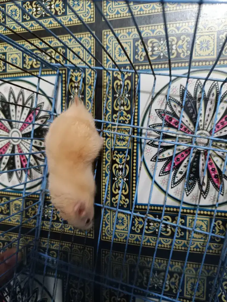 Hamster syirian jantan 2 bulan jinak total