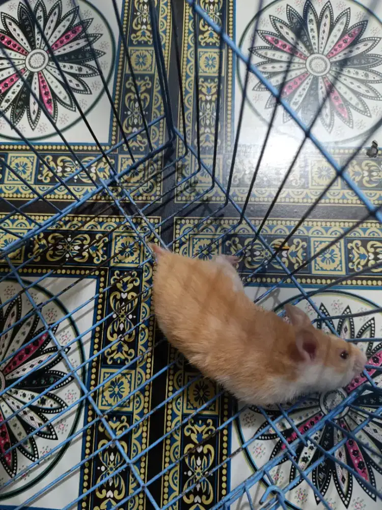Hamster syirian betina usia 2 bulan jinak total