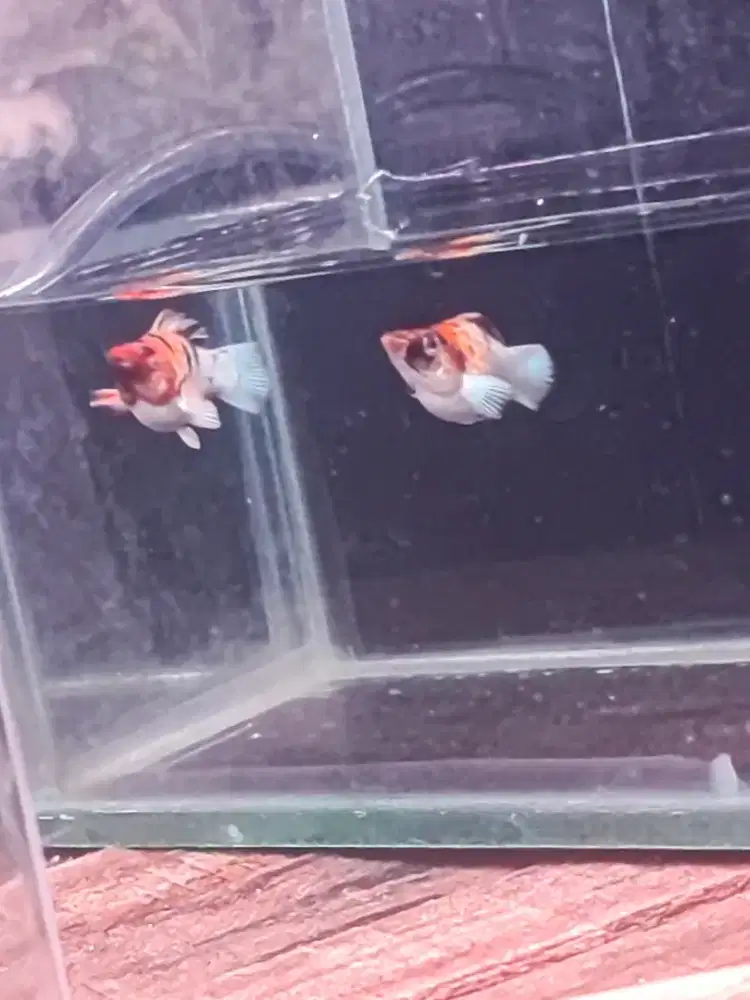 Ikan molly/red head import